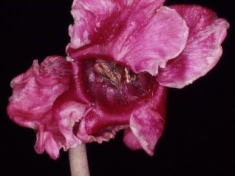 Weichhautmilben an Cyclamen