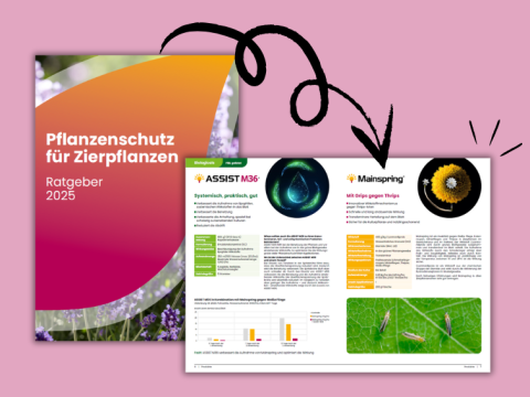 ratgeber_zierpflanzen_2025