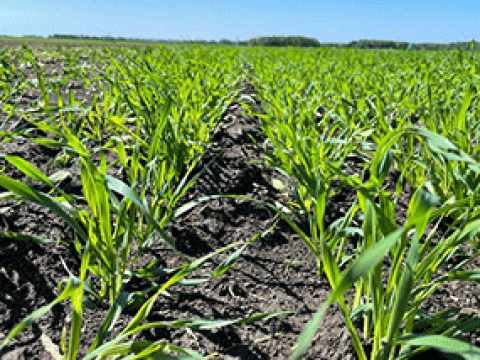 getreide-feld-285x214.png