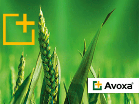 Avoxa