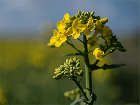 Rapsblüte