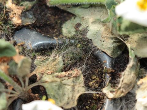 rhizoctonia_an_bacopa