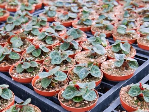 Viele kleine Topfpflanzen mit gemusterten Blättern in einer Gärtnerei-Regalfläche