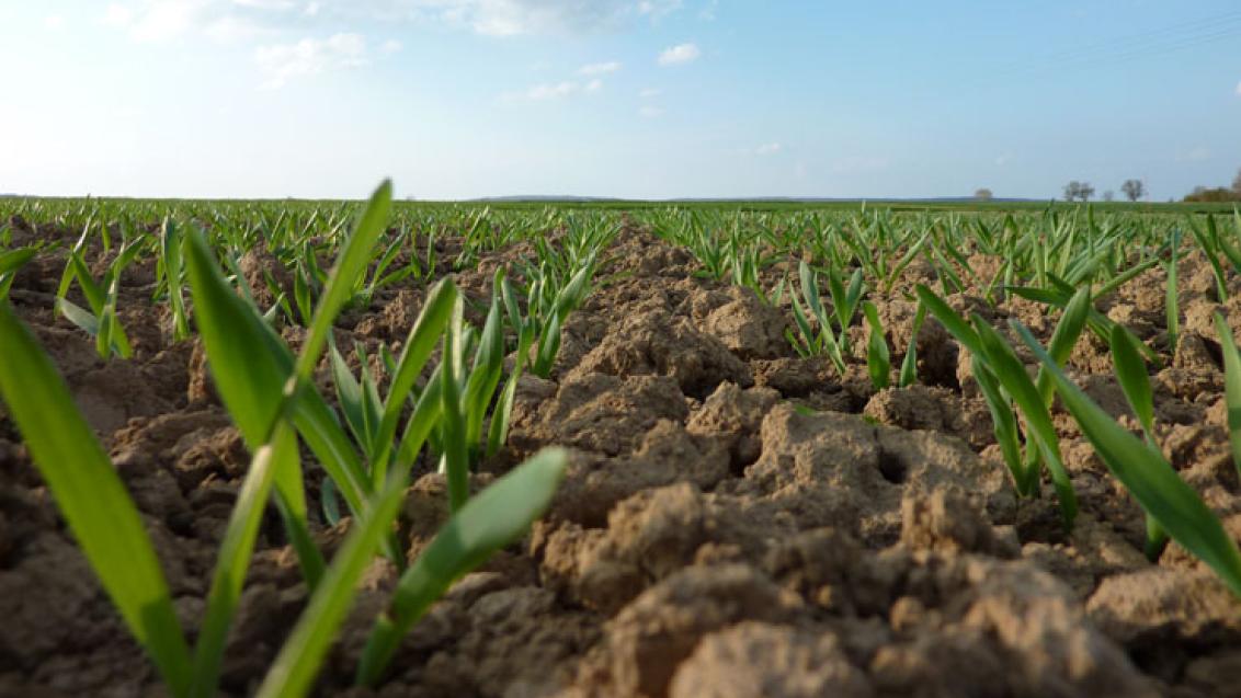 Syngenta Virusmonitoring 2016 