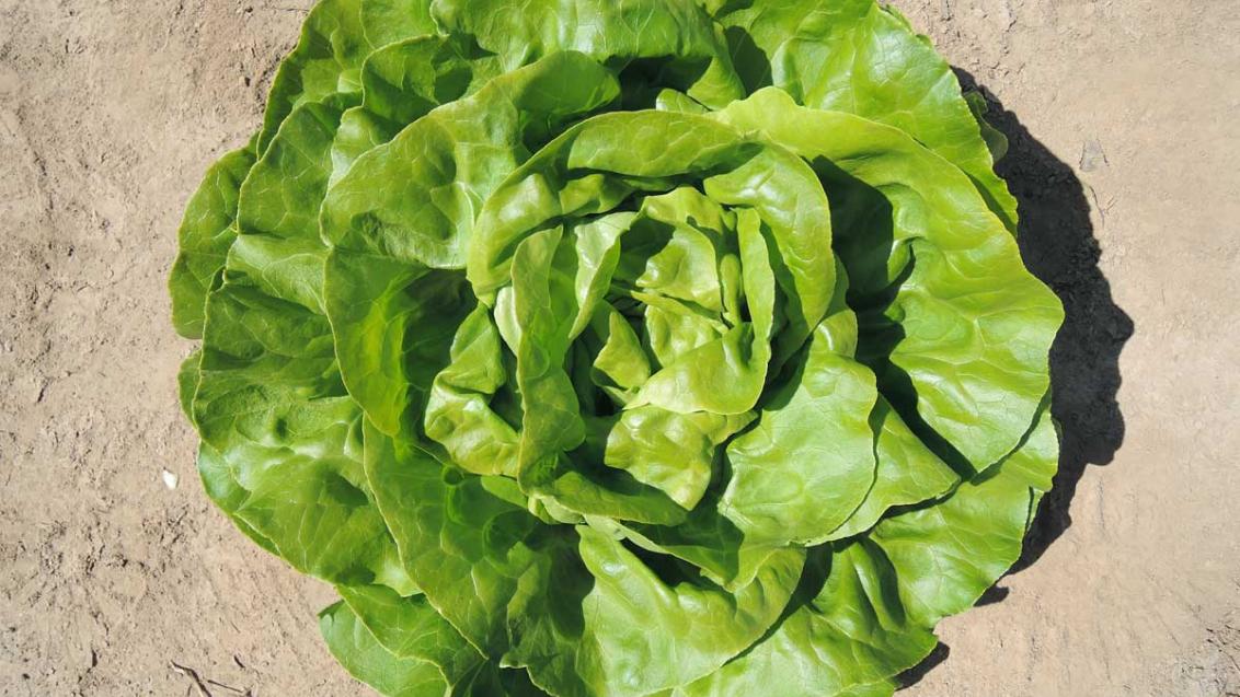 Salat