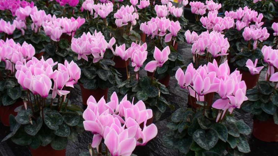 Cyclame Pink Flame