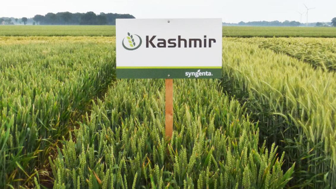 Kashmir Parzelle