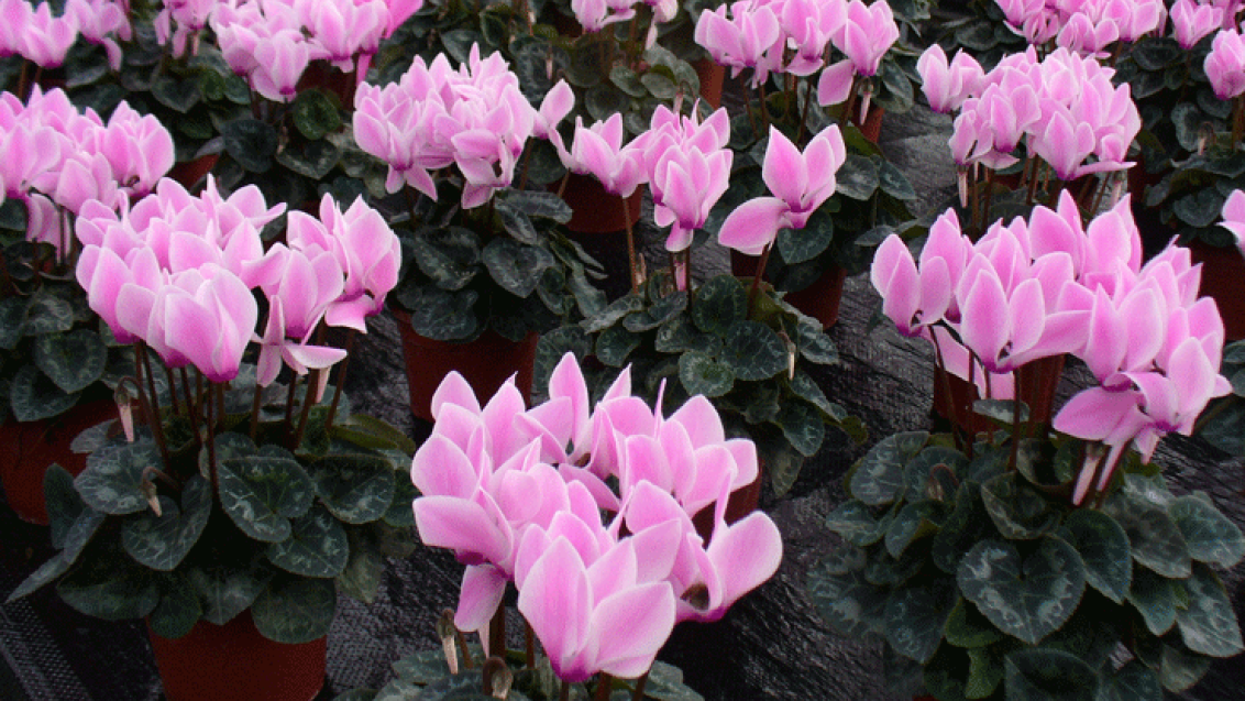 Cyclamen  