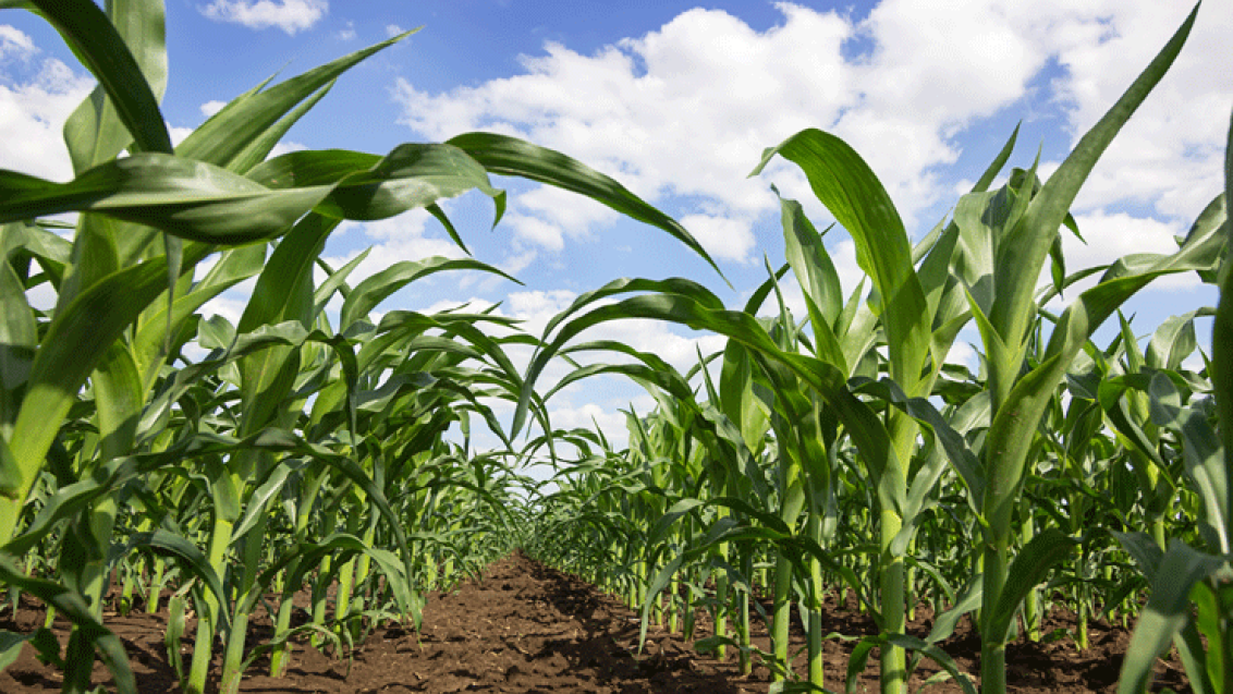 Maissorten Syngenta