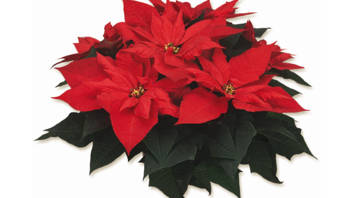 Zierpflanze Weihnachtsstern Primero 