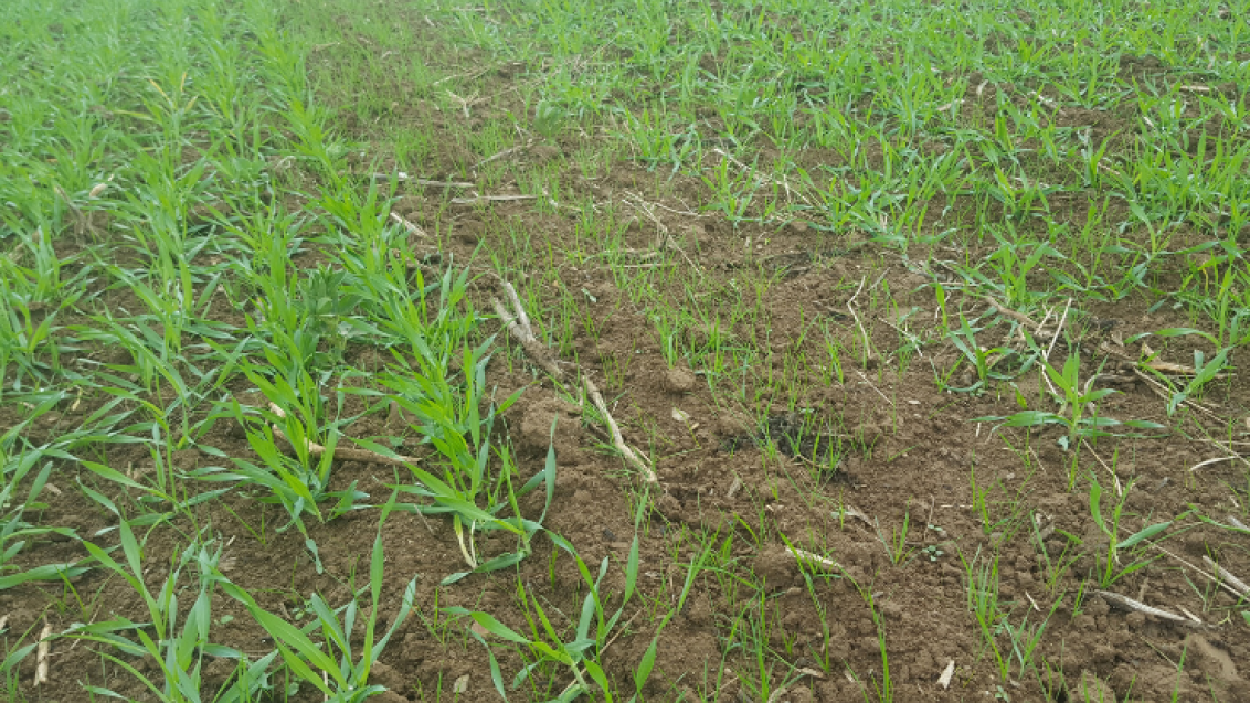 Herbizid-Management in Getreide 2020