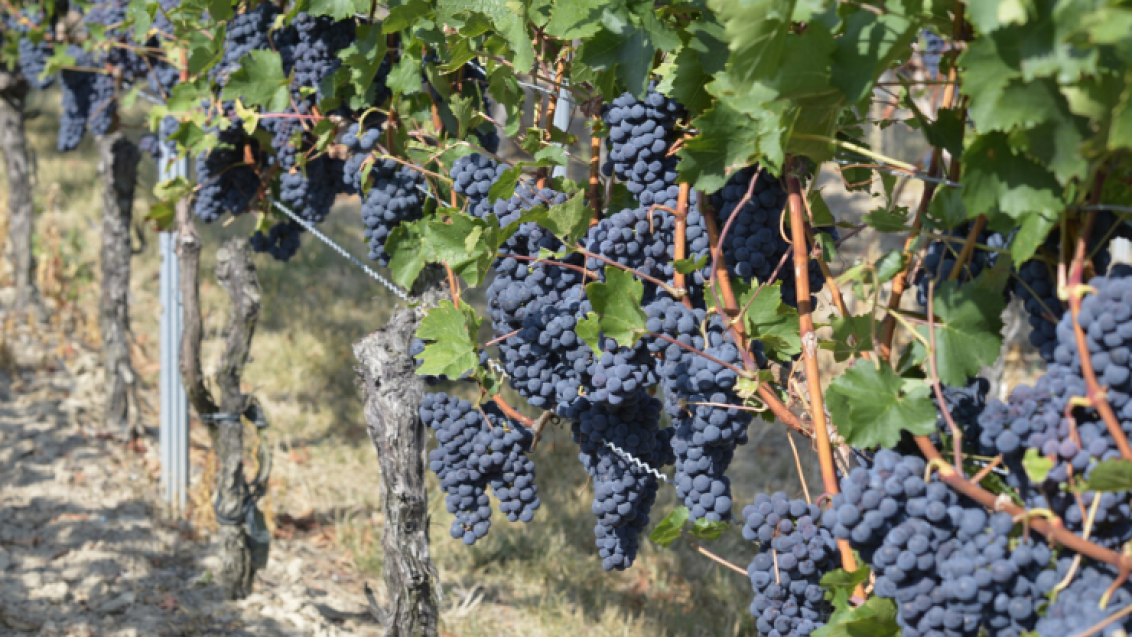 Taegro Wein