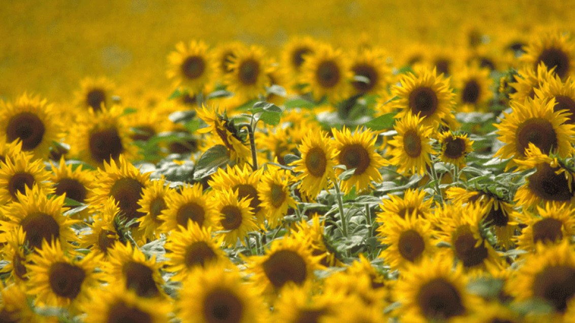 sonnenblumen-feld-740x470