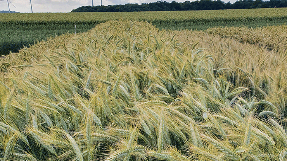 Lumaco Triticale Sorte