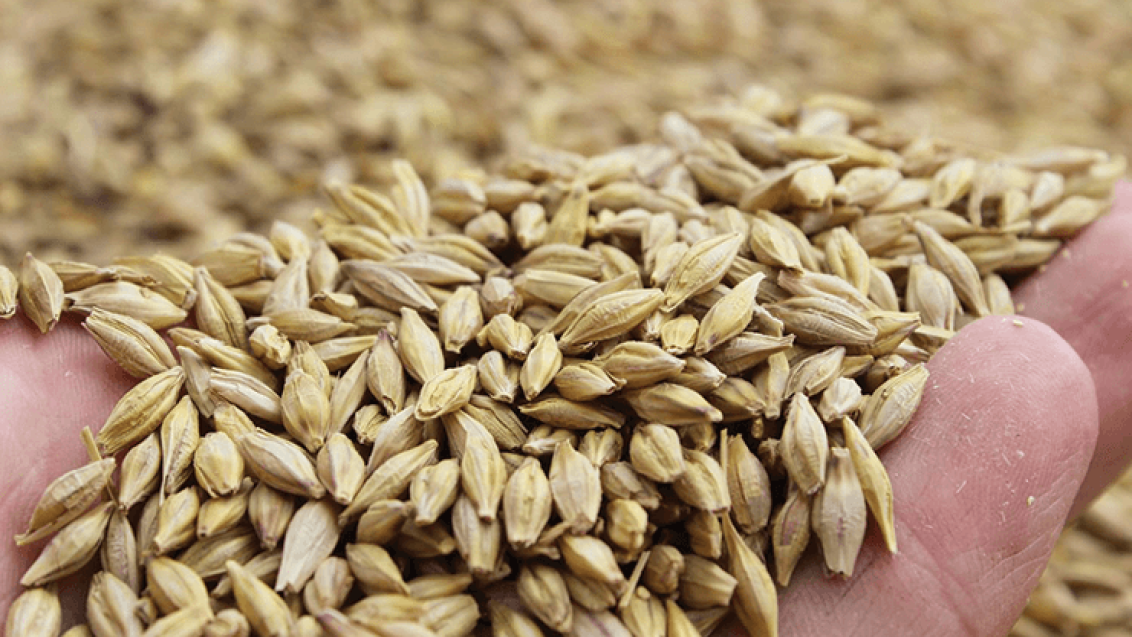 Wintergerstensaatgut von Syngenta Seeds – jetzt zum Spitzenpreis