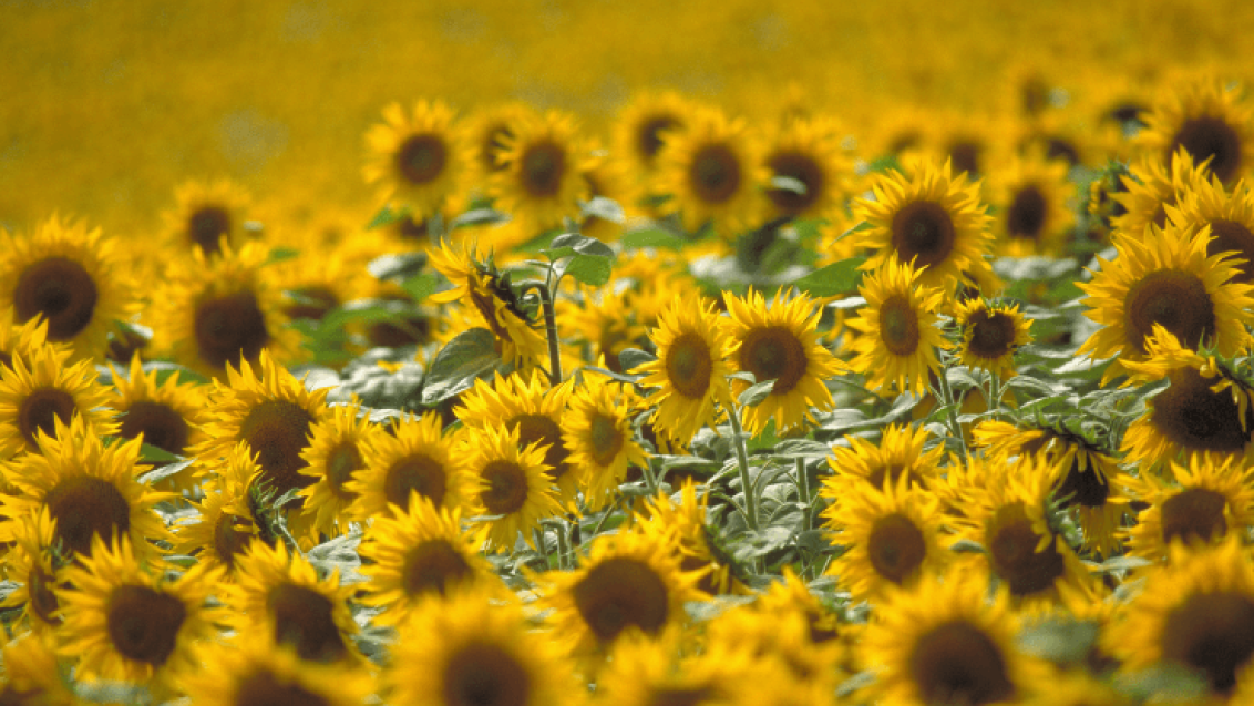 Sonnenblumenfeld