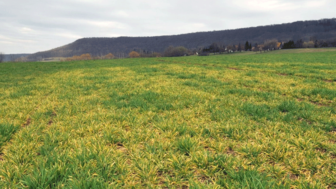 Syngenta Virusmonitoring