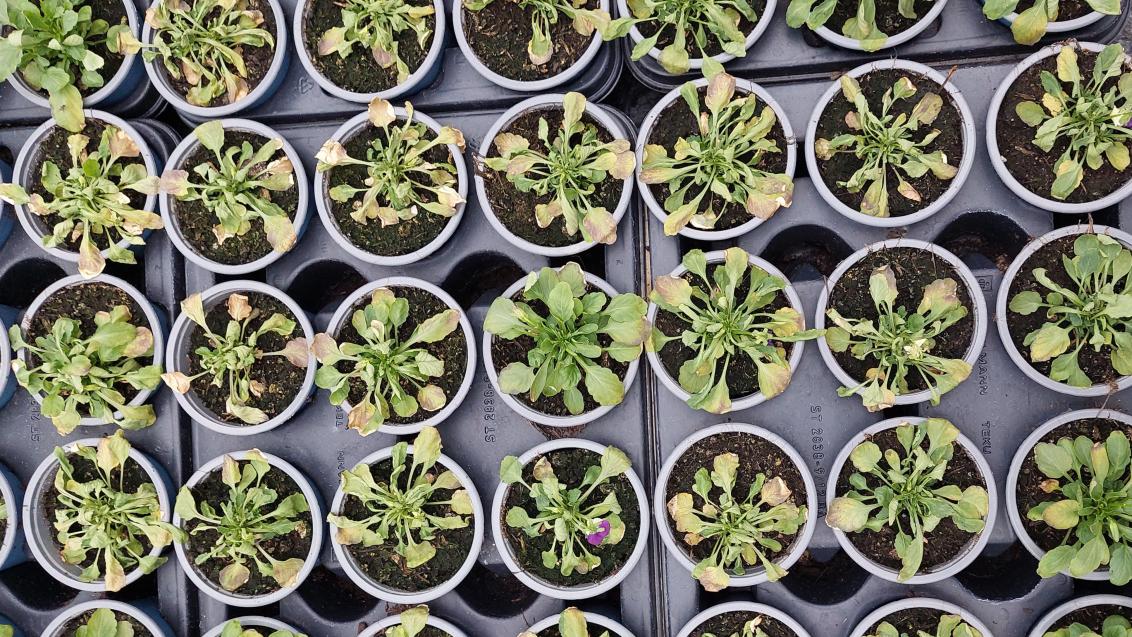 Pythium an Violen
