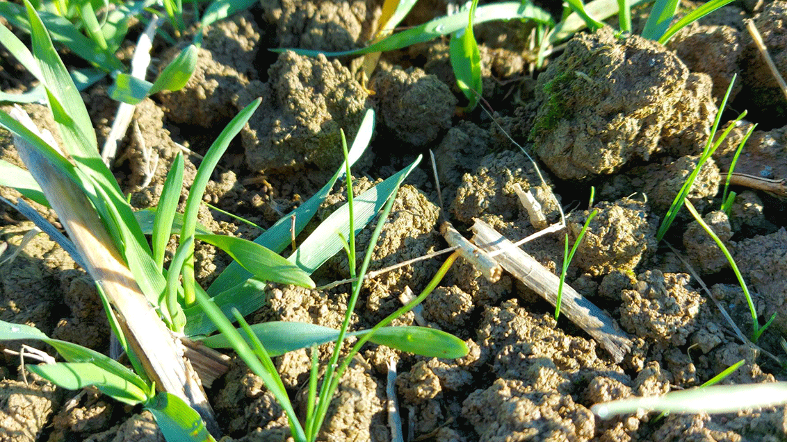 Ackerfuchsschwanz im Getreide
