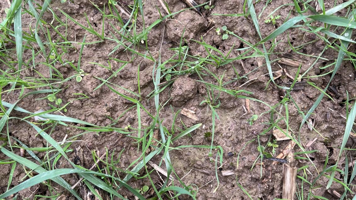 Sie brauchen ein Herbizid für die Ungras-Bekämpfung im Frühjahr? – Wir haben Avoxa!