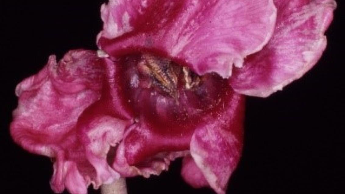 Weichhautmilben an Cyclamen