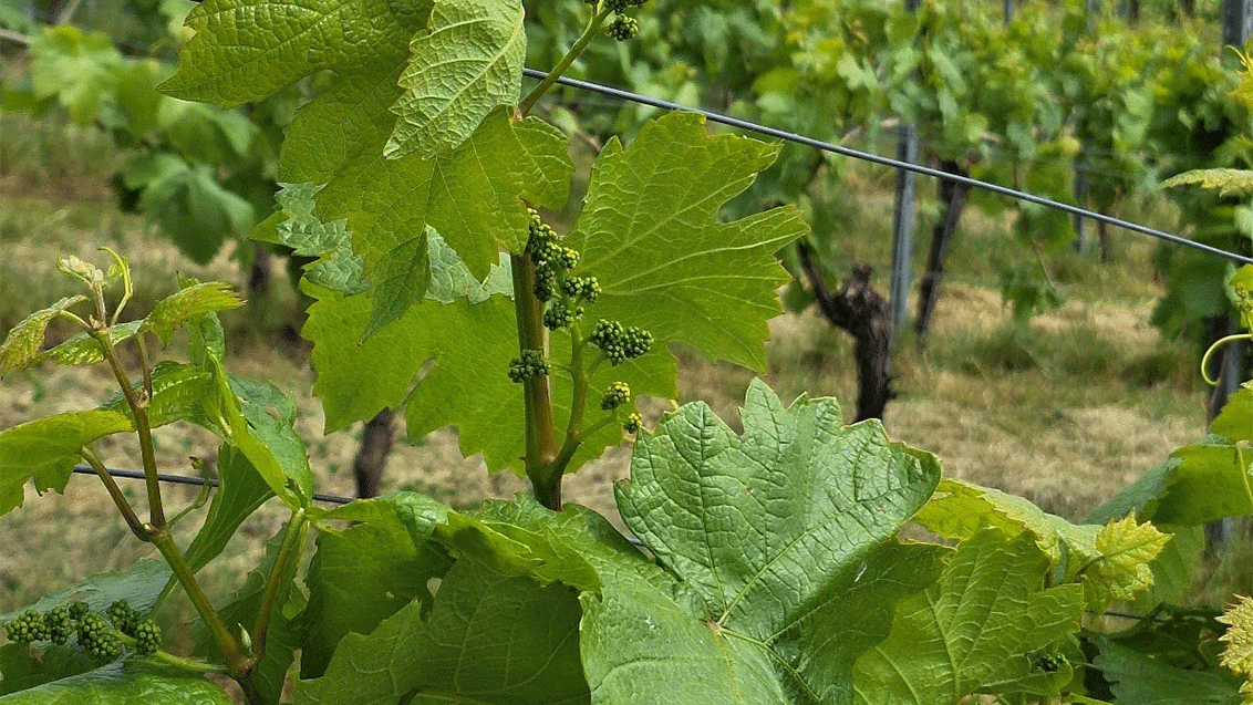 Weinreben