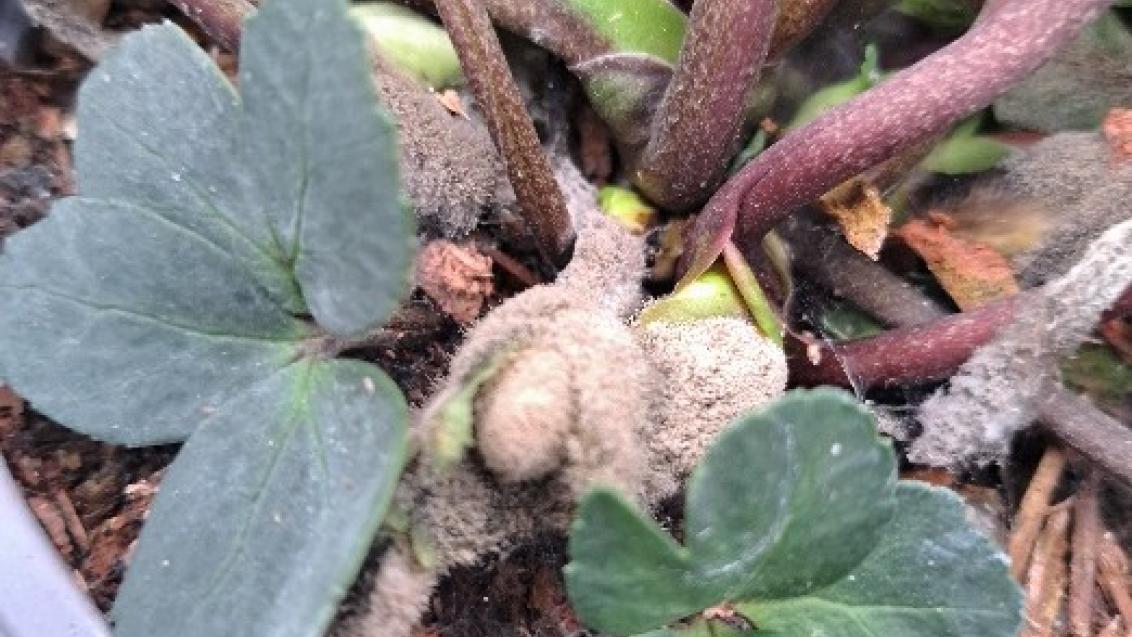 botrytis_an_hellebours1