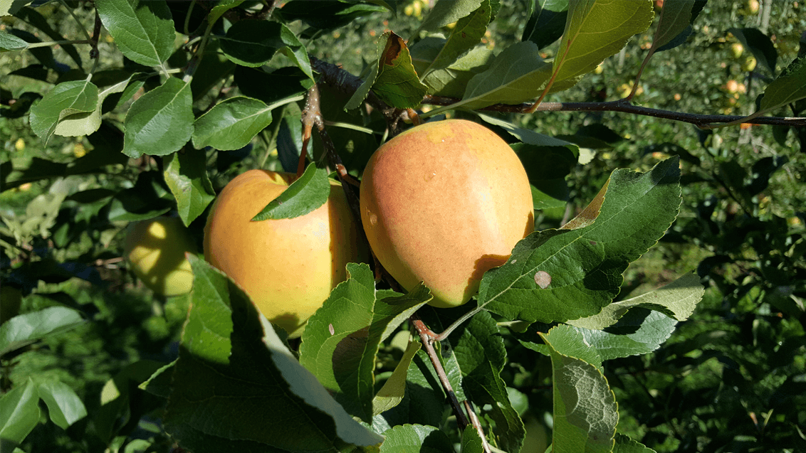Apfel