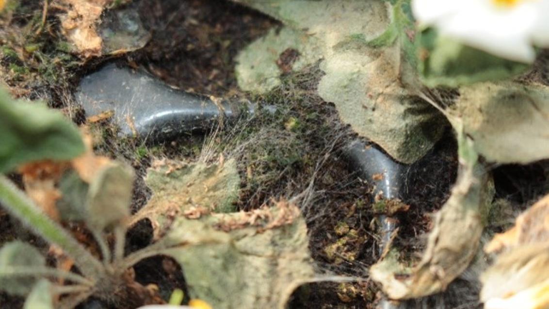 rhizoctonia_an_bacopa