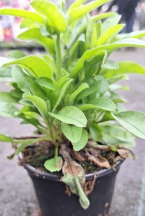 Botrytis an Myosotis