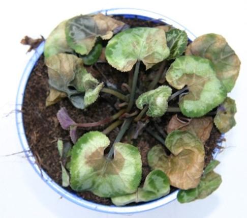Phytophthora an Cyclamen
