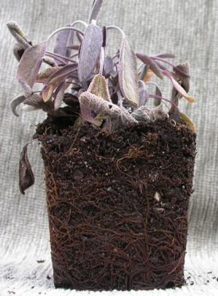 Phytophthora an Salbei