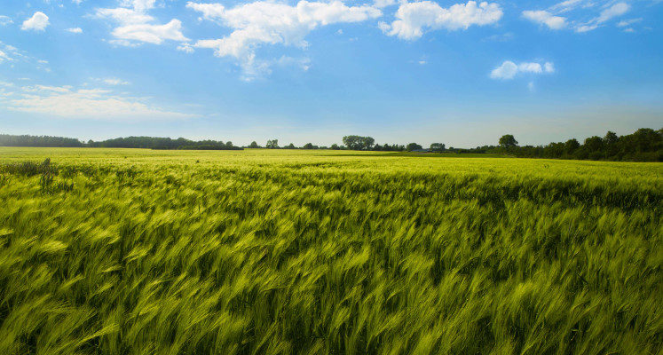 Getreide Panorama