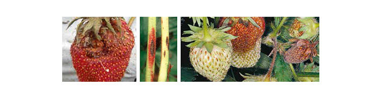 Fruchtbefall vom Kelch ausgehend; Stängelbefall; Braunfärbung unreifer Früchte