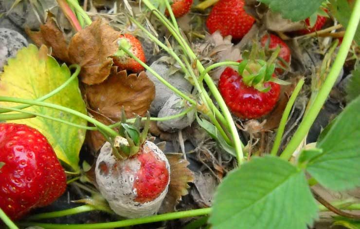 Erdbeerexperten: Botrytis an Früchten