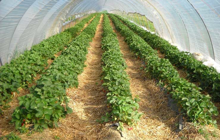 Erdbeerexperten: Erdbeeren auf Damm - Geschützter Anbau