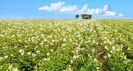 Kartoffelexperten Syngenta
