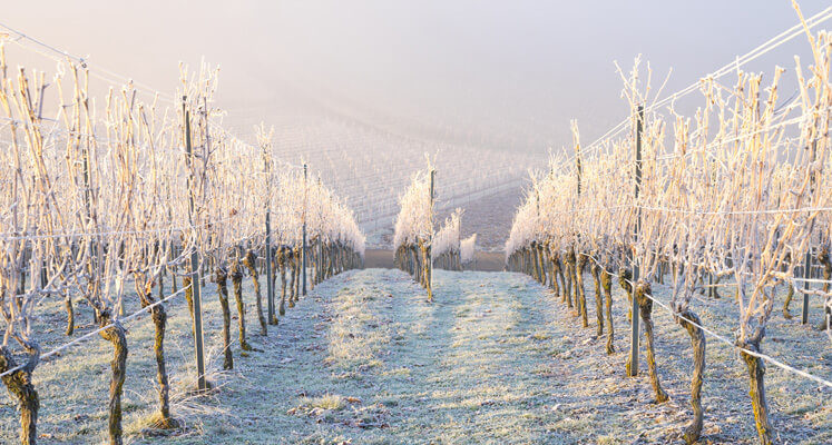 Weinbau Winter