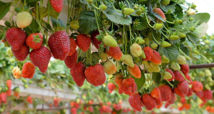 Syngenta Erdbeeren