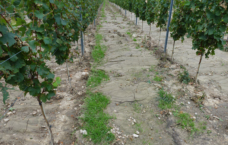Wein - Erosion und Verschlämmung