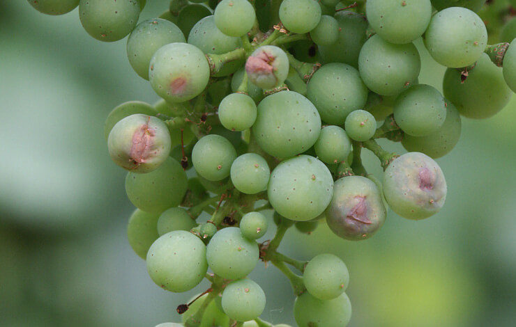 Wein - Geschädigte Trauben unmittelbar nach Hagel