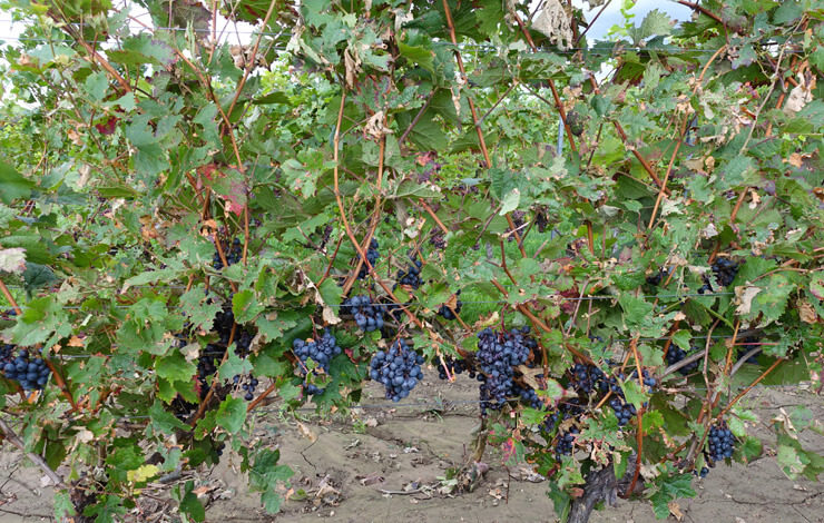 Wein - Massive Blattschäden in Rotweinanlage