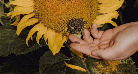 Sonnenblume