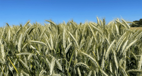 Triticale Lumaco
