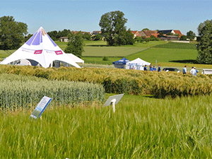 Sommerfeldtage