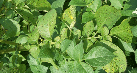 Alternaria
