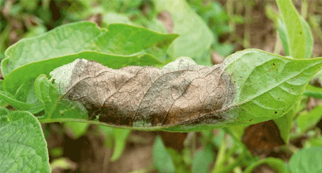 Phytophthora am Blatt