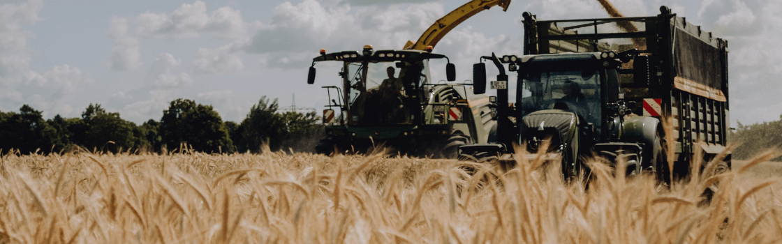 Wintertriticale