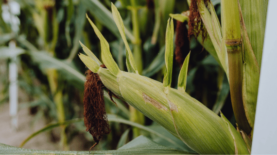 ko Saatgut Sortiment | Syngenta