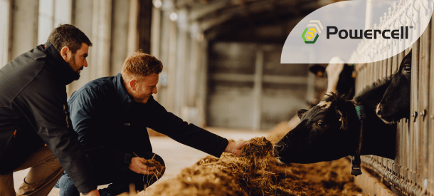 Powercell Mais für Fütterung und Biogas